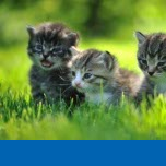 Baby Animals
